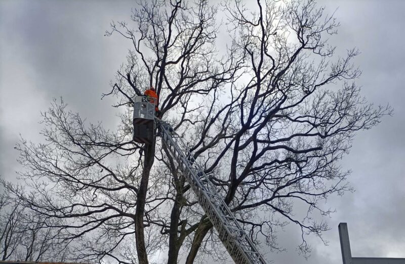 warum_baumpflege_wichtig_ist
